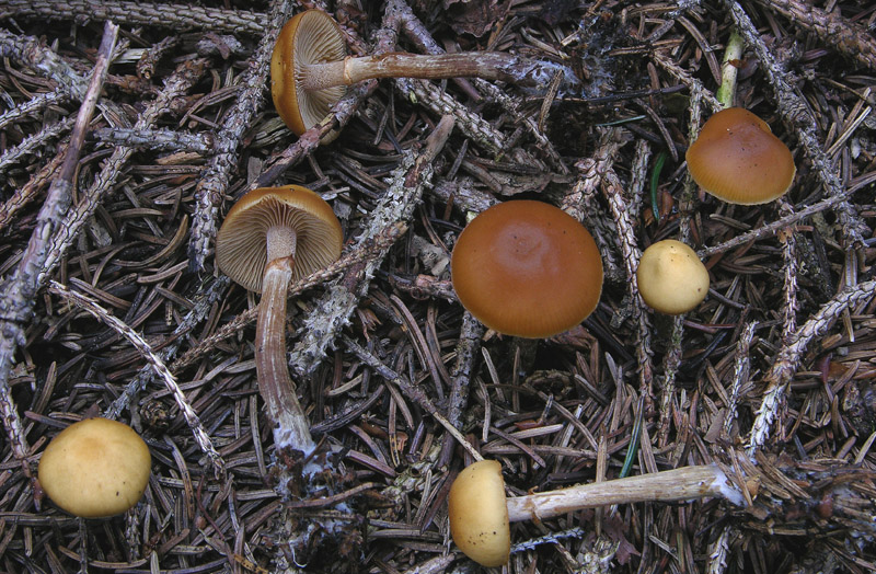 Galerina da determinare n�1.